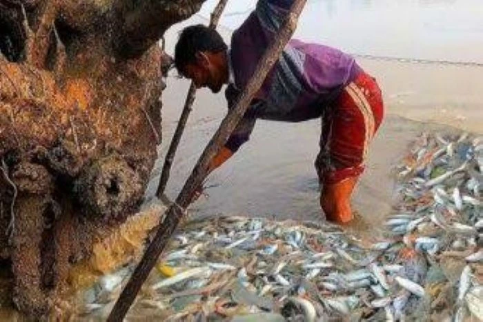সুন্দরবনে প্রজনন মৌসুমেও বিষ দিয়ে মাছ শিকার, বন বিভাগের অসাধু কর্মকর্তাদের বিরুদ্ধে সহযোগিতার অভিযোগ